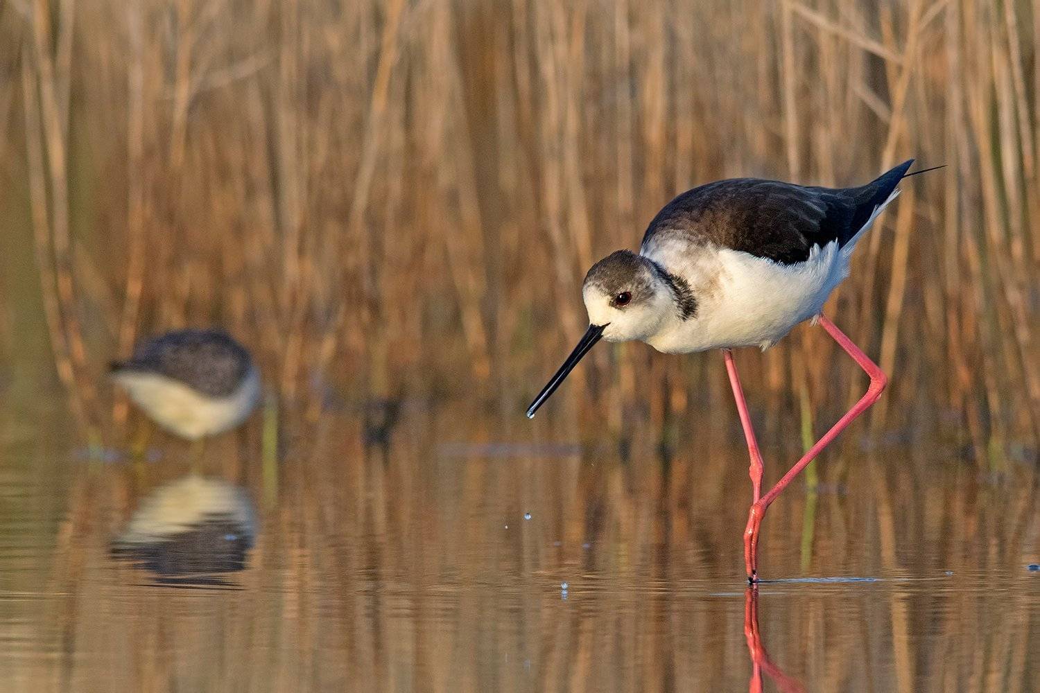 Коки. Автор: Евгени Стефанов ходулочник, Евгени Стефанов