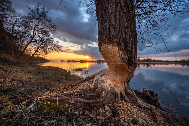 beavers бобры nationalpark unteres odertal river water tree sky sun sunlight park sunset Nationalpark Unteres Odertalphoto preview