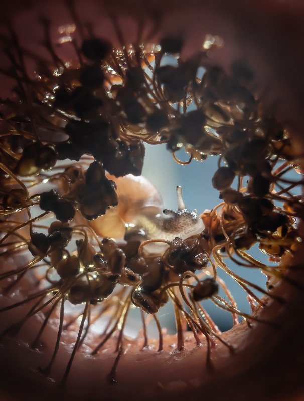 макро, улитка photo preview