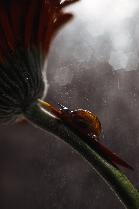 макро, улитка, цветок, macro, snail, flower Улиткаphoto preview