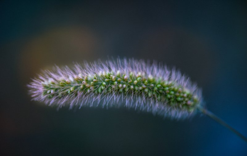 Oblique branchphoto preview