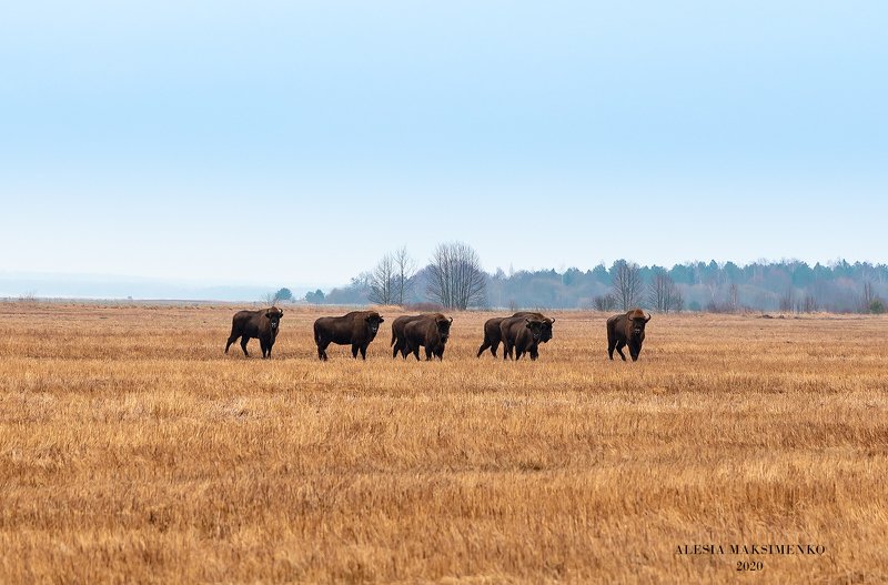 Беларусь Природа  Зубры Беларусьphoto preview