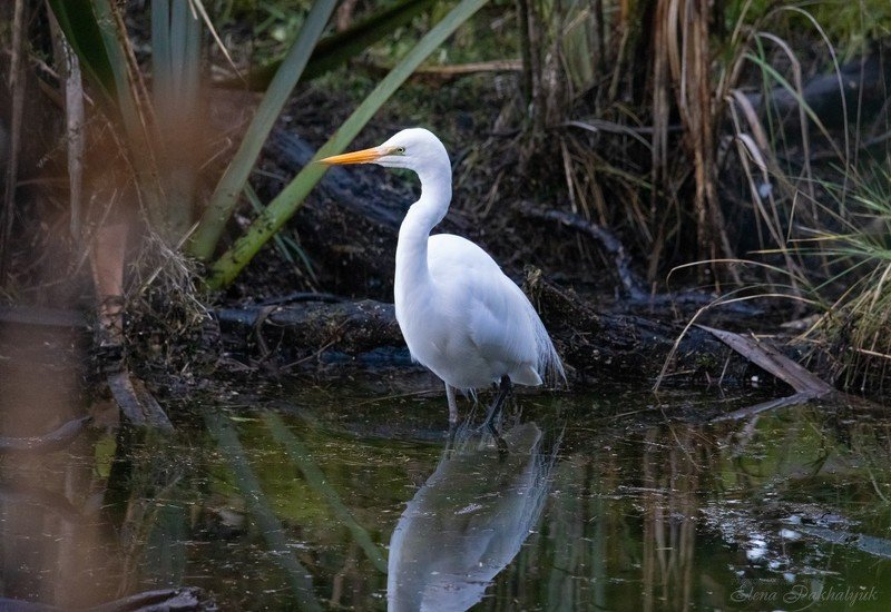 природа,новая зеландия,белая цапля,цапля,птицы,животные,фототур,бердвочинг Красотка в беломphoto preview