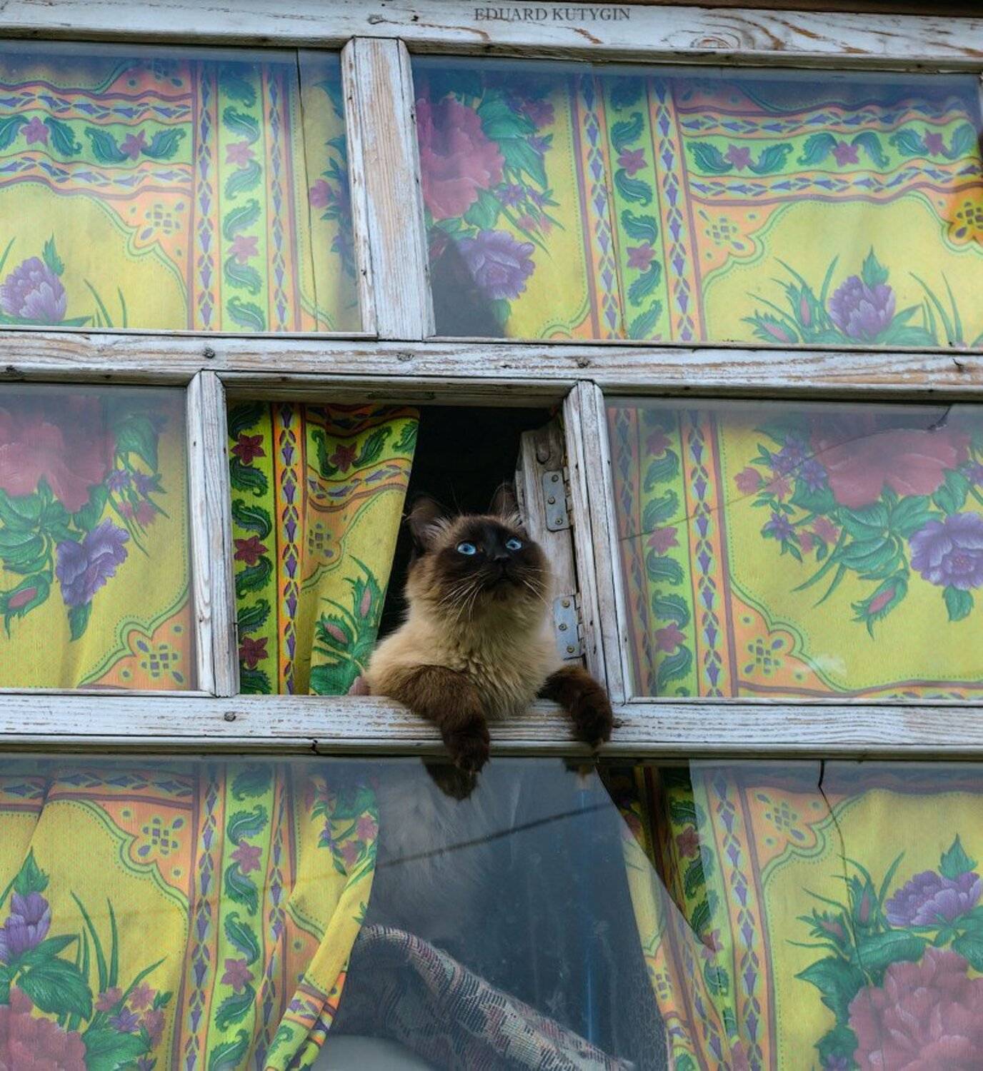 Мечтатель. Автор: Кутыгин Эдуард , Кутыгин Эдуард