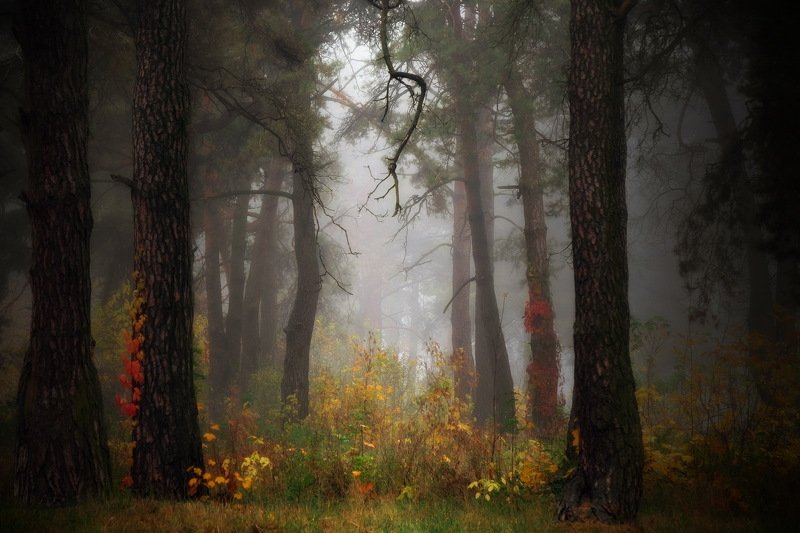 вечер осень лес туман Осенний лес (X)photo preview