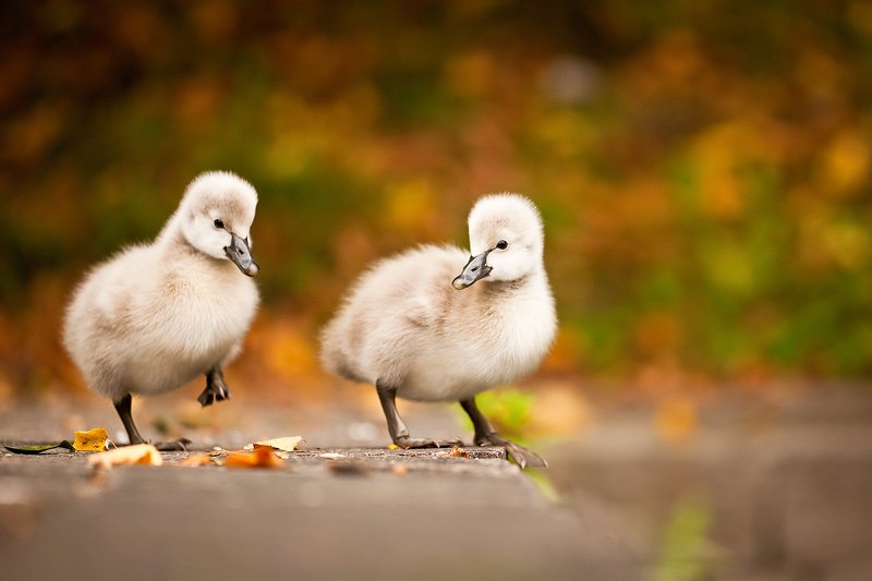 Черные лебедиphoto preview