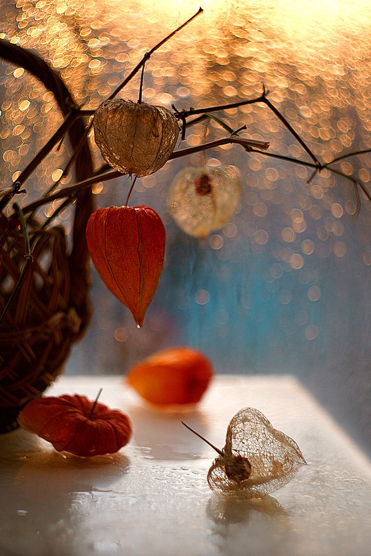 Рассвет с физалисом.photo preview