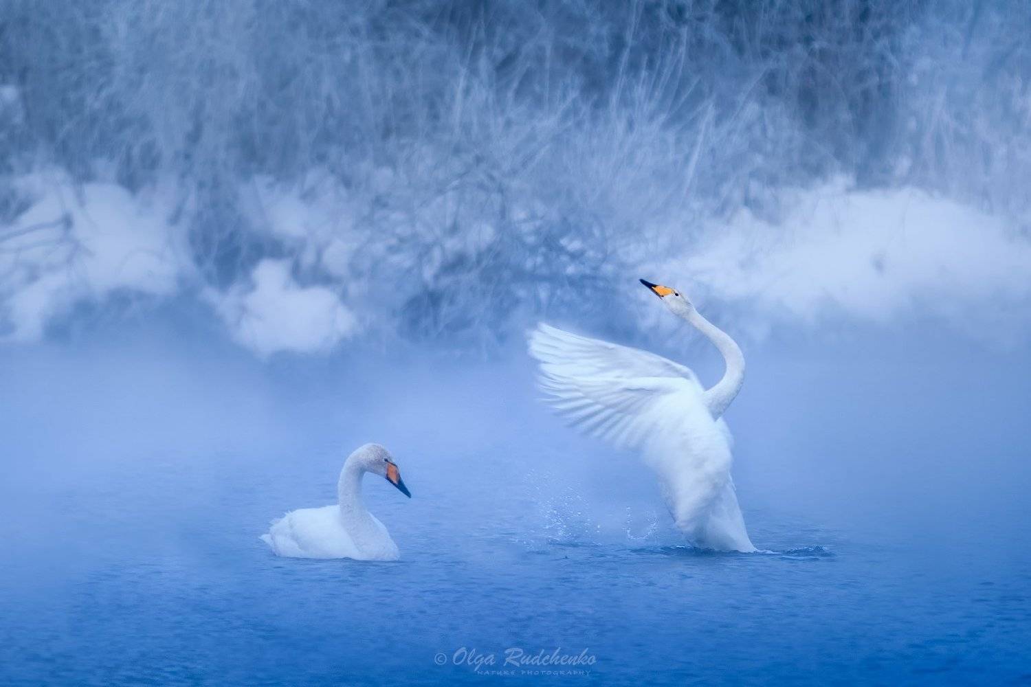 , Ольга Рудченко