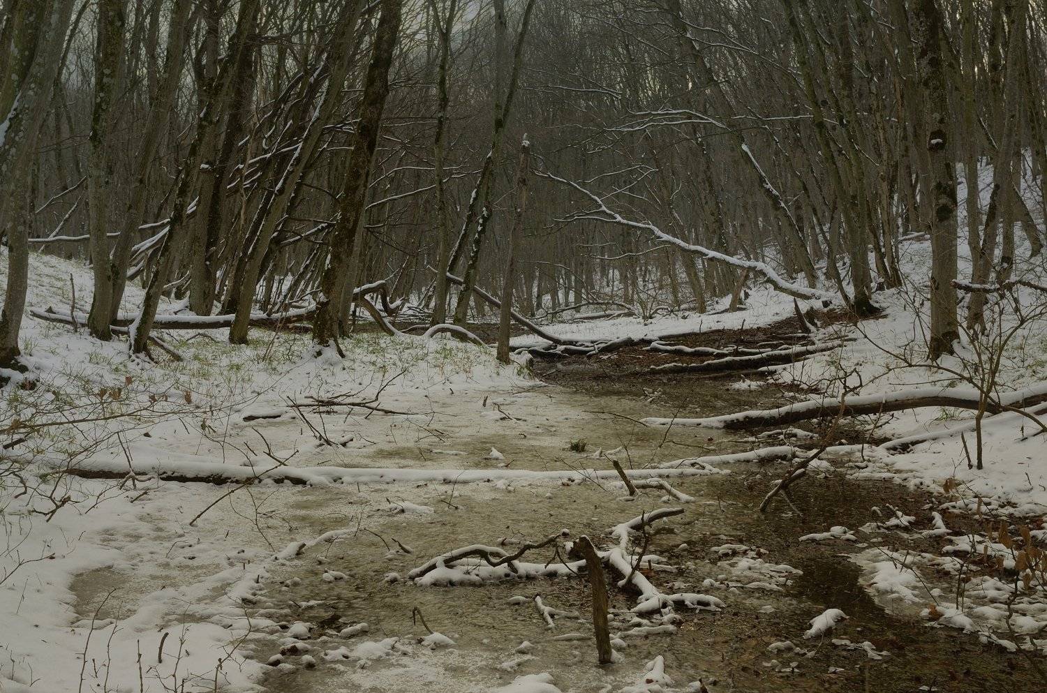 Начало зимы. Автор: Александр Жарников зима утро лес ручей, Александр Жарников