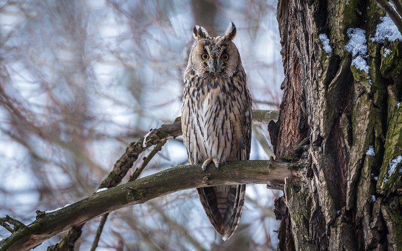 сова, сова ушастая, хищная птица, птица, птицы россии, орнитология, дикая природа, фото охота, дикая птица, дикая природа, глаза, клюв, когти, дерево,белая, пестрая, редкая птица, красная книга, зима, дупло, Сова ушастая.photo preview