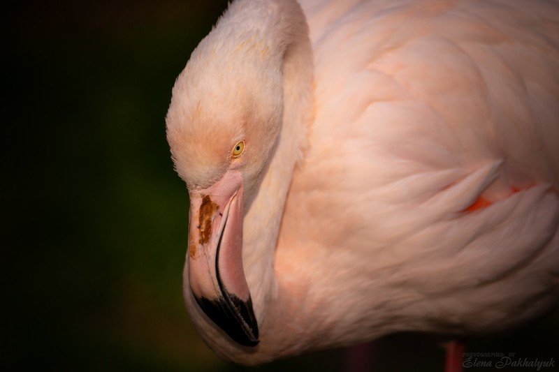 птицы,природа,крым,розовый,фламинго,феодосия,опук,бердвочинг,портрет,россия,украина,животные Кто на новенького?photo preview
