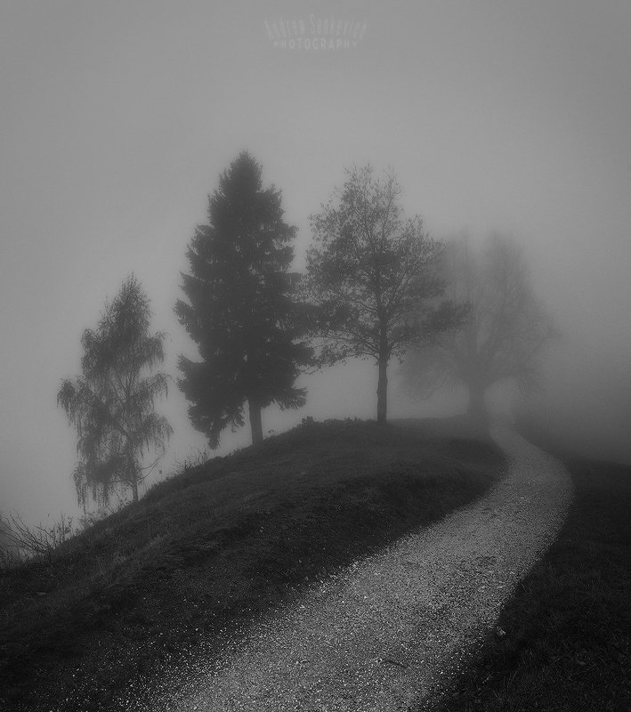mist, fog, туман, дерево Path to the mistphoto preview