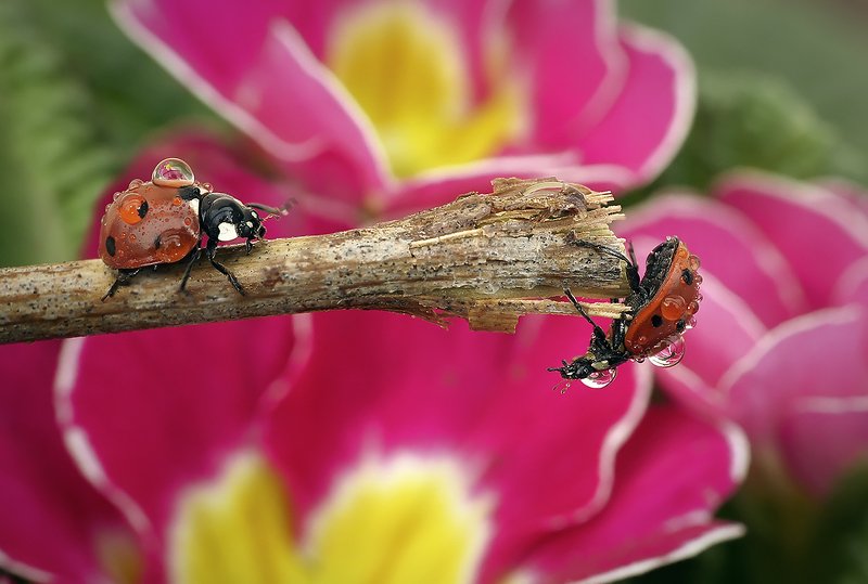 божья коровка,макро,капли Доставка цветовphoto preview