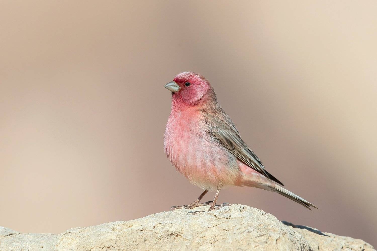 пётр рогов, фотограф, фотоохота, дикаяприрода, орнитология, птицы, птичьяобсерватория, израиль, иерусалим, canon1dхmark2, canon600mmf, birdsobservatory, birds, nature, israel, jerusalem, wildnaturephotography, wildnature, ornitology, пустыннйпейзаж, пусты, Пётр Рогов