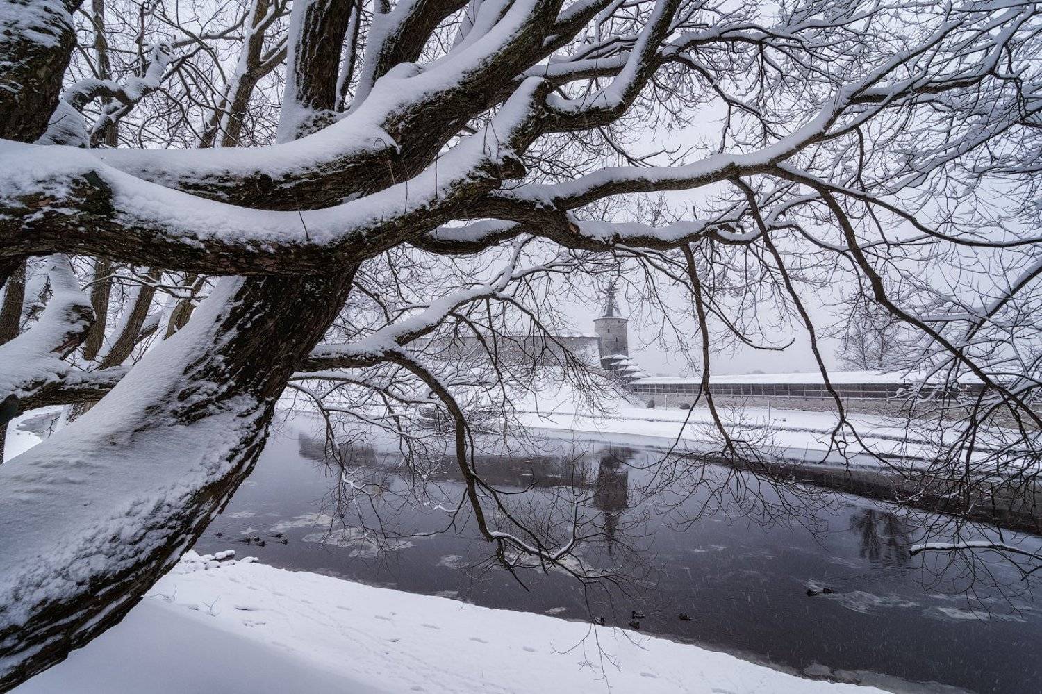 Зима. Автор: Майя Афзаал псков, россия, зима, река, Майя Афзаал