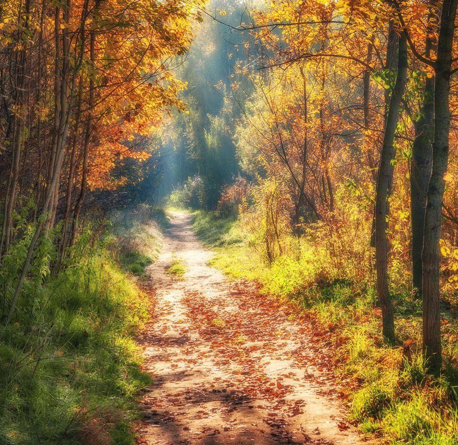 подмосковье, осень, дорожка, Владимир Липецких
