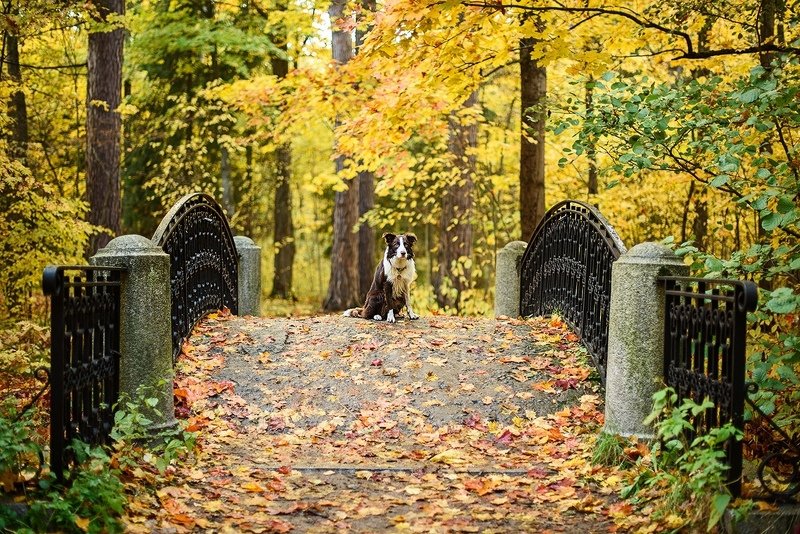 Ждатьphoto preview