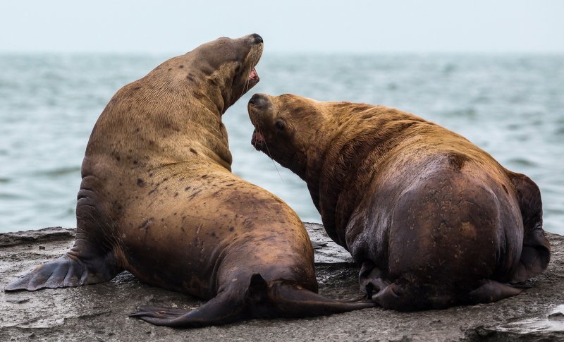 сивучи, морские львы, камчатка, животные Назревает конфликтphoto preview