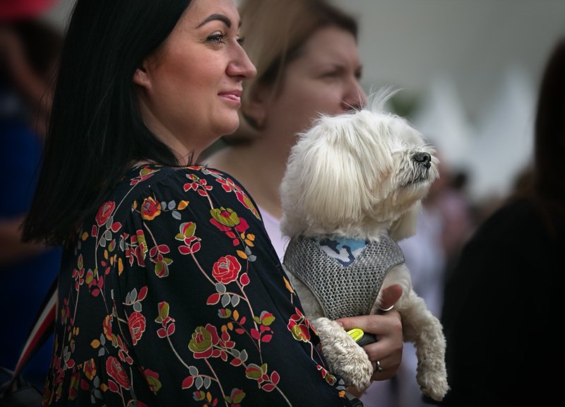 про собак и людей, чб фото, жанровое фото, уличное фото Про собак и людей фото превью