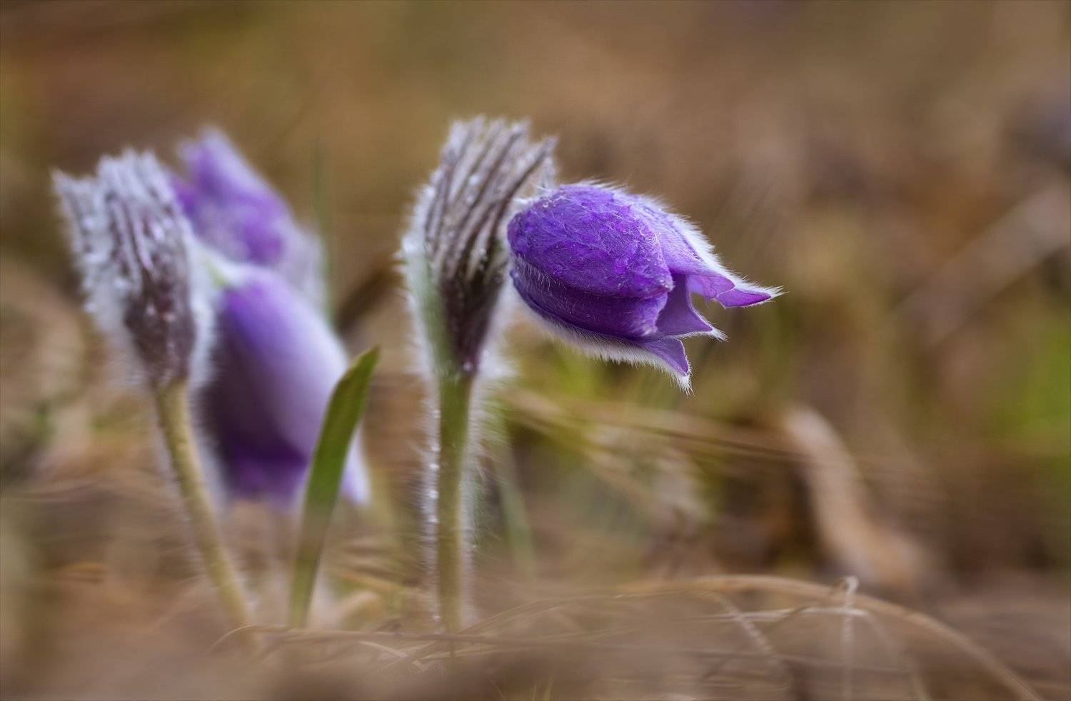 , Алексей Богорянов