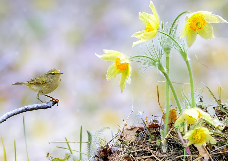 природа, фотоохота,  птицы, животные, весна, пеночка весничка С Праздником Весны!!!photo preview