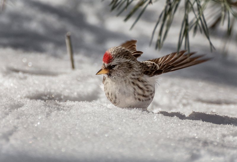 birds, птица, чечётка, зима, заводного ключика не нашла..photo preview