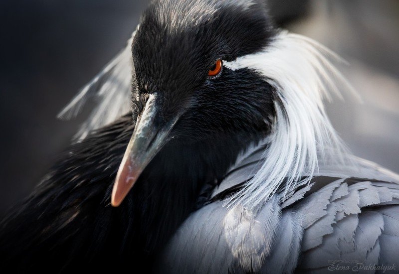крым,бердвочинг,природа,птицы,журавль,красавка,портрет,птица,фототур,природе,россия,животные Красавкаphoto preview
