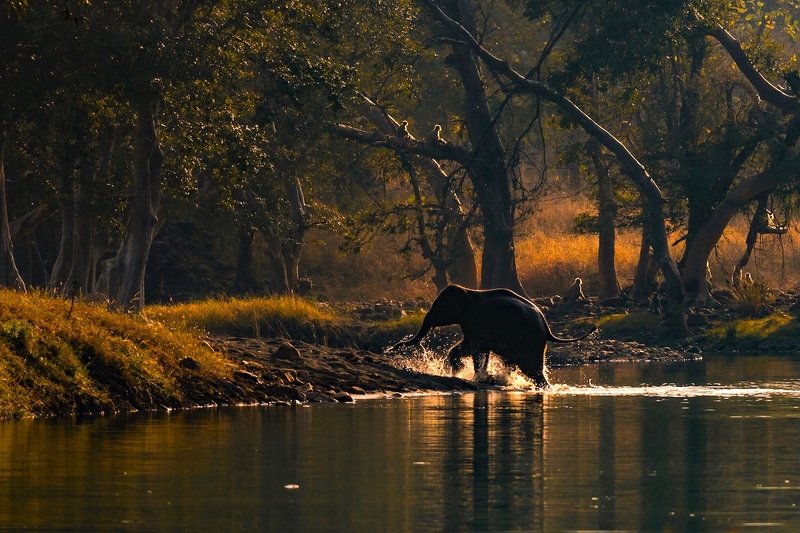 #wildlife, #nature, #elephant, #againstlight, #wilderness, #forest WILDERNESSphoto preview