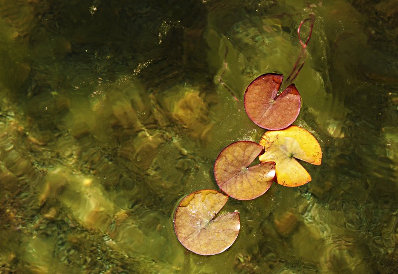 water,art,image, LOTUSphoto preview