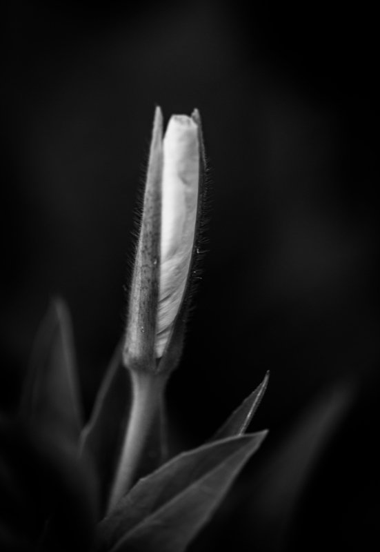 Towards the topphoto preview