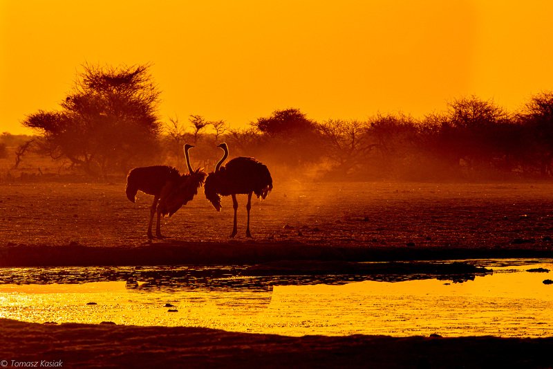 Ostrichphoto preview