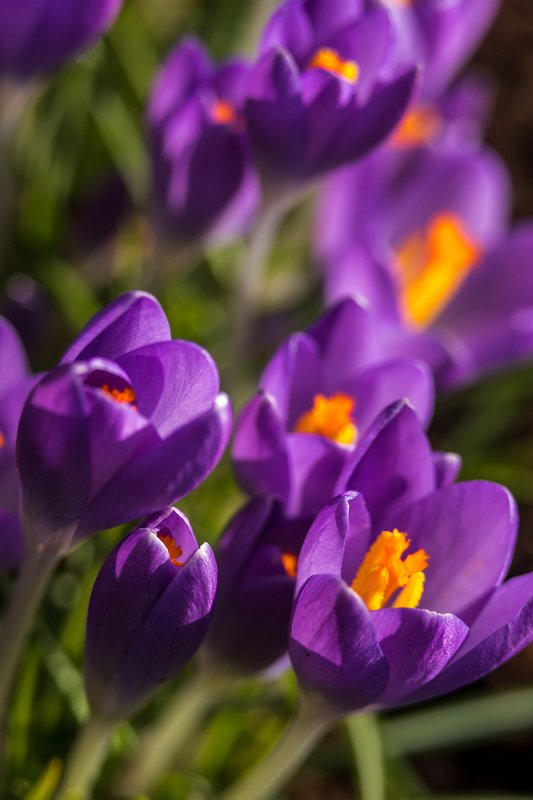 весна, крокусы, цветы Весна пришла..photo preview