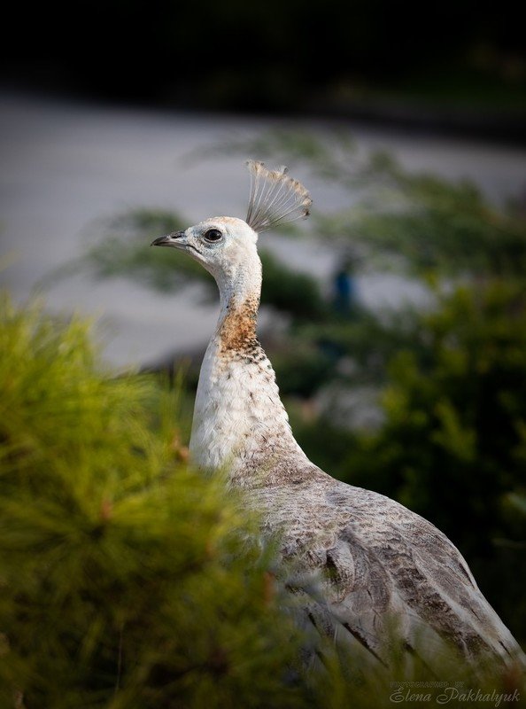птицы,природа,белый павлин,павлин,бердвочинг,россия,украина,фототур,животные Белый павлинphoto preview