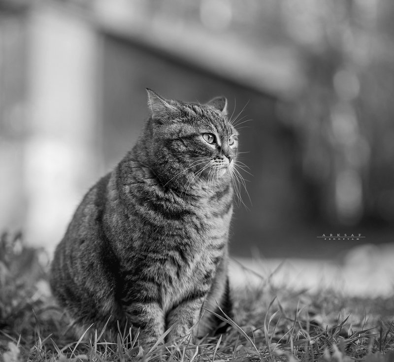 arksaf safark arks #arksaf ***photo preview