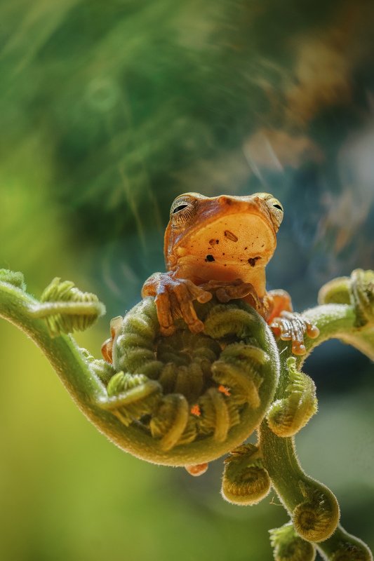 flog, objects, frog, macro, nature, green, tropical Jump Frogphoto preview