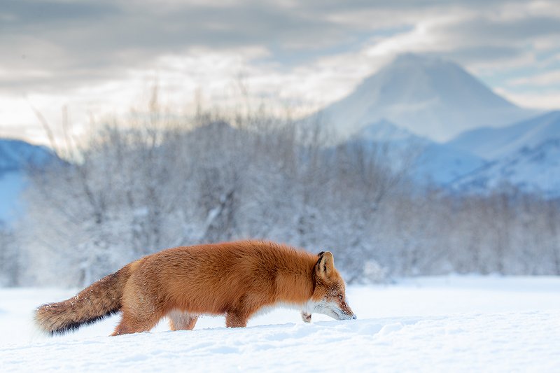 камчатка, вулкан, природа, путешествие, фототур, пейзаж, лиса, животные Я иду за тобойphoto preview