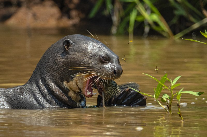выдра ОБЕД ВЫДРЫphoto preview