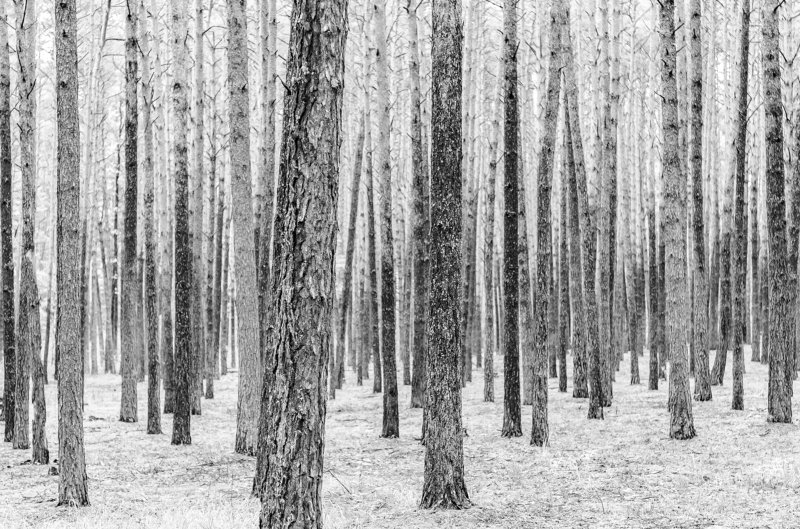 В сосновом боруphoto preview