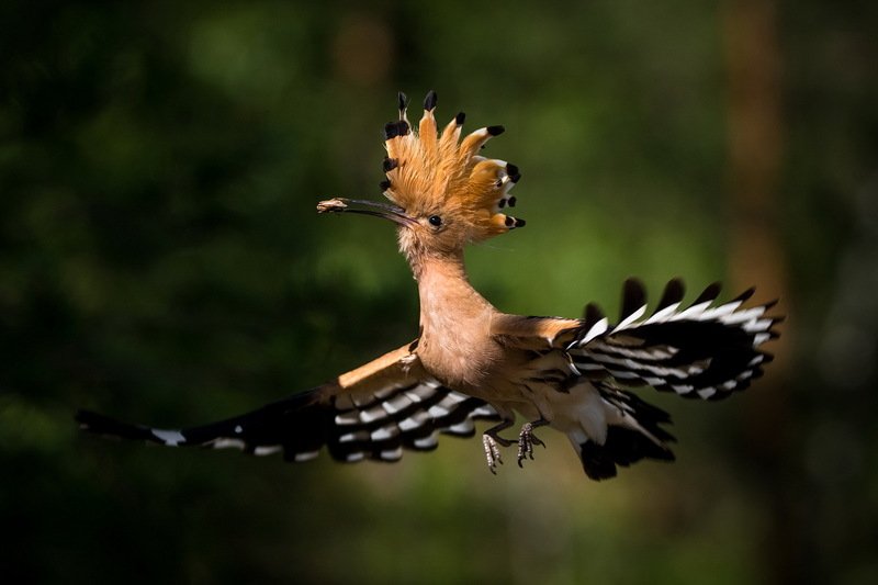 Парит наш удод.photo preview