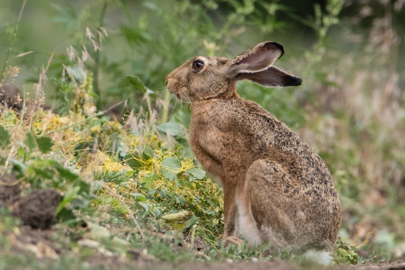 заяц, природа, животные Кто меня оторвал от завтрака?photo preview