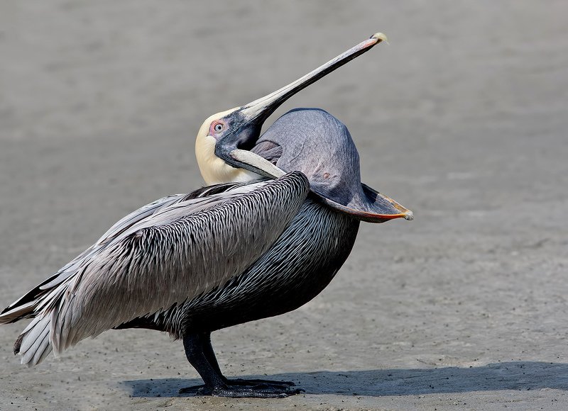 brown pelican, американский бурый пеликан, пеликан, флорида, pelican Brown Pelican - Американский бурый пеликанphoto preview