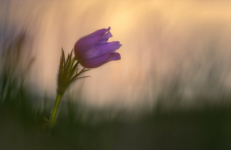 Вдыхая весну.photo preview