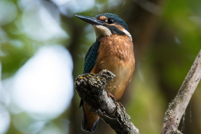 зимородок, kingfisher, птица Зимородокphoto preview