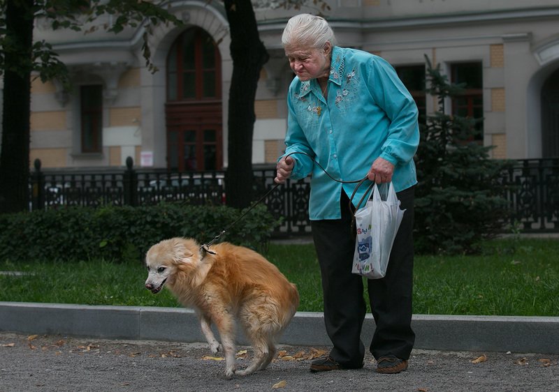 про собак и людей, чб фото, жанровое фото, уличное фото Про собак и людей фото превью