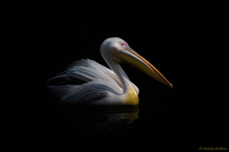 плюмерия,пеликан,птица,природа,животные,озеро,настроение,темнота,птицы,свет,тень Плюмерия...photo preview