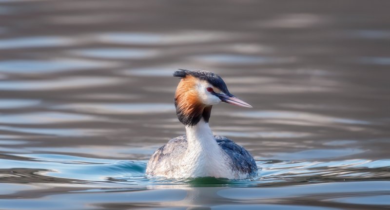 ИЗ ЖИЗНИ ЧОМГphoto preview