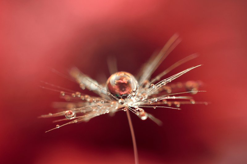макро, капля, пушинка, цвет, макро мир, макросъемка, красное, вода, Мир деталейphoto preview