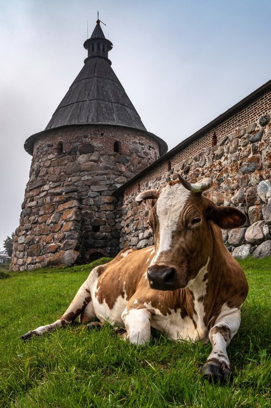 соловки, соловецкие острова, монастырь, спасо-преображенский монастырь, ник васильев, животные, корова, башня, архангельская башня, крепость У Башни.photo preview