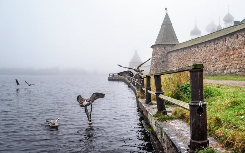 соловки, соловецкие острова, залив, вода, зеркало, отражение, берег, стены, монастырь, соловецкий монастырь, красота, ник васильев, озеро, святое озеро, птицы, чайки, ограда, Чайки Соловецкие.photo preview