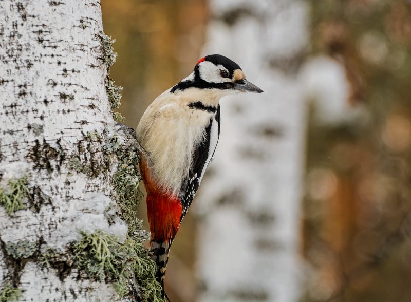 birds, птица, дятел, дерево, Большой пёстрый дятел..photo preview